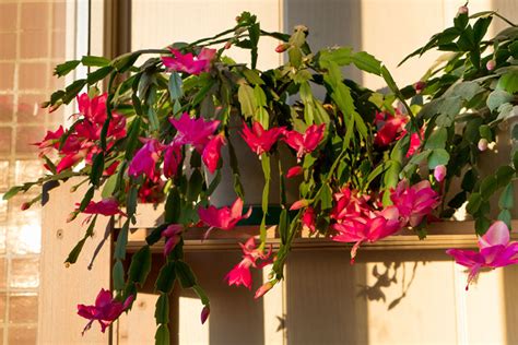 How To Repot Your Christmas Cactus Step By Step Garden Lovers Club