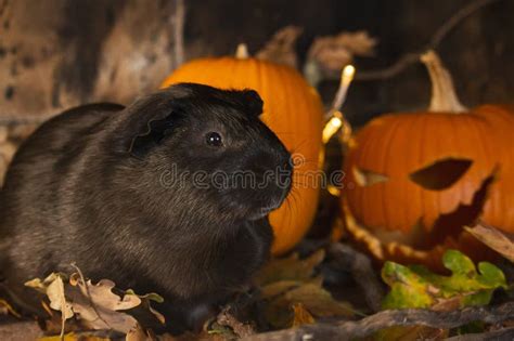 Guinea Pig at Halloween with Pumpkin Stock Photo - Image of cute, fluffy: 128688712