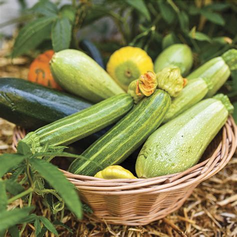 Zucchini Squash Abc Organic Gardener Magazine