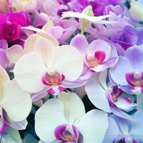 Exquisite Orchid Bouquets to Elevate Your Special Moments » Belconi.com.my