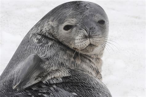 Abenteuer Expeditionskreuzfahrt Antarktis Once In A Lifetime Gaby