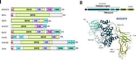 Frontiers Chitinases Of Bacillus Thuringiensis Phylogeny Modular