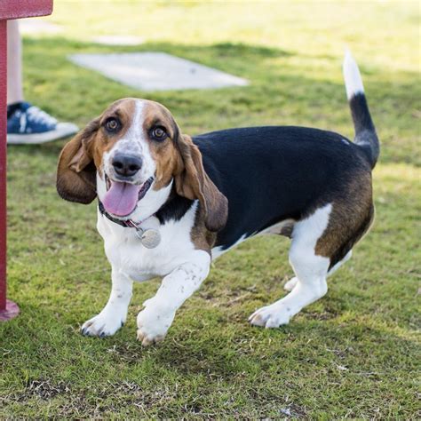 Basset Hound Beagle Mix