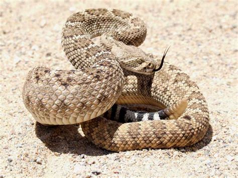Rattlesnake wallpaper | 1024x768 | #75005