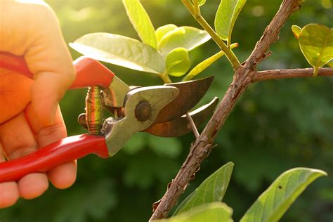 Pruning Maple Trees In Minnesota Vonnie Sutter