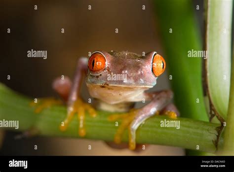 A Purple Red Eyed Tree Frog Agalychnis Callidryas Stock Photo Alamy