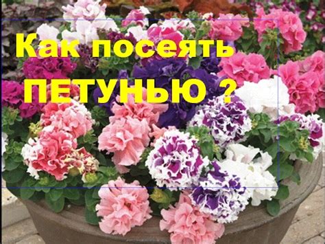 Петунья. Посев петуньи. Самый легкий способ для новичков. - YouTube