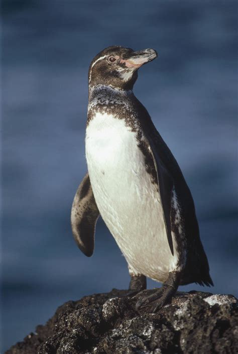 Galapagos Penguin Spheniscus Mendiculus Photograph By Tui De Roy