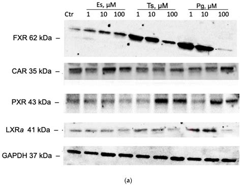 Cimb Free Full Text The Role Of Adopted Orphan Nuclear Receptors In