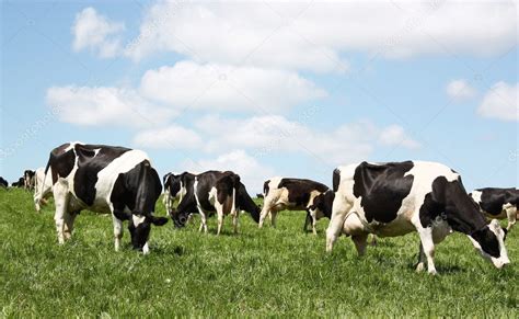 Grazing Dairy Cattle — Stock Photo © Serendipity 2033804