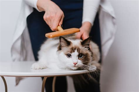 12 Ragdoll Cat Grooming Tips To Make Things Easy Pet Keen