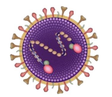 Respiratory Syncytial Virus RSV Diversey