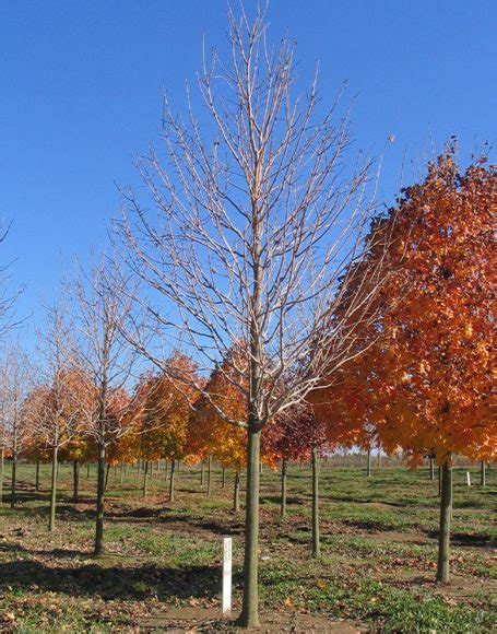 Acer saccharum ‘Green Mountain’ - Moon Nurseries
