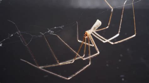 Common House Spiders And How To Identify Them