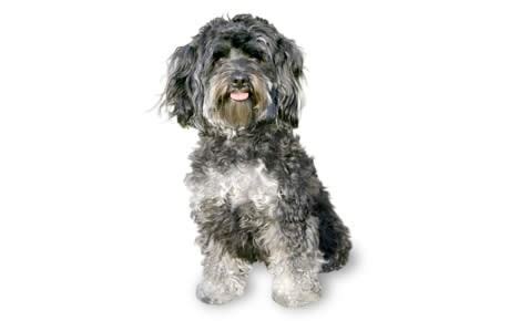 Maltipoo Guide - Breed Temperament & Health | Canna-Pet