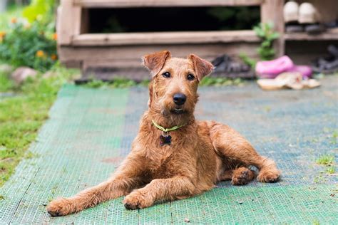 Mini Irish Terrier