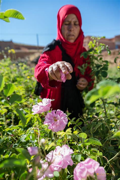 Vall E Des Roses Maroc Ouarzazate City