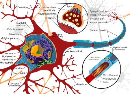 Synaptic Cleft & Gap Function | What is the Synaptic Cleft? - Video & Lesson Transcript | Study.com