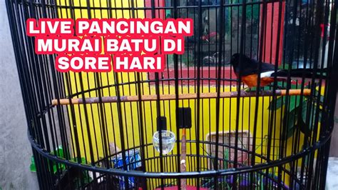 LIVE PANCINGAN MURAI BATU DI SORE HARI YouTube