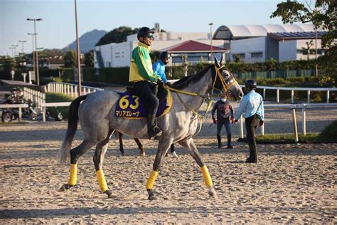 【天皇賞・秋 ズバッと！言いたい放題】上昇一途のマリアエレーナが穴を開ける！｜競馬ニュース｜競馬予想のウマニティ