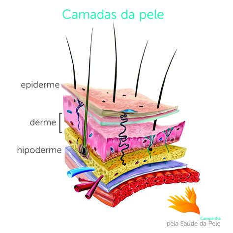 Conheça a pele Camadas da pele epiderme derme e hipoderme