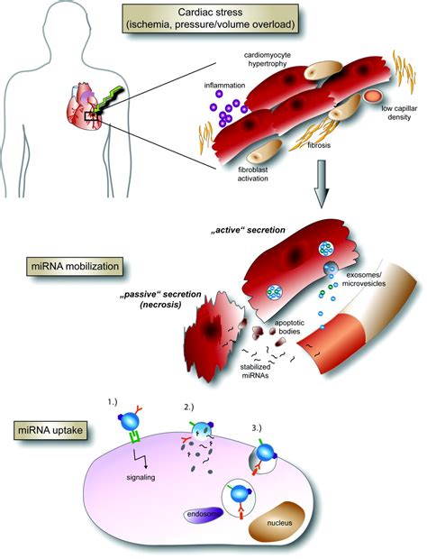 Circulating Micrornas As Biomarkers And Potential Paracrine Mediators