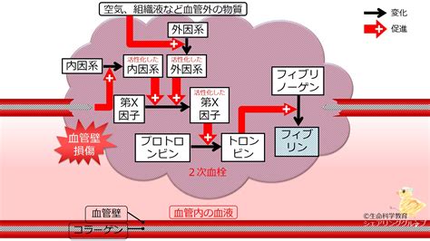 血液骨髄リンパ系 血小板血液凝固系 イントロダクション 2次止血外因系内因系の活性化 一歩一歩