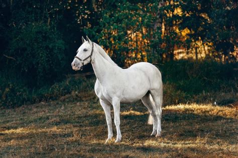 Palomino Horses History Fun Facts Photos And Care Seriously Equestrian