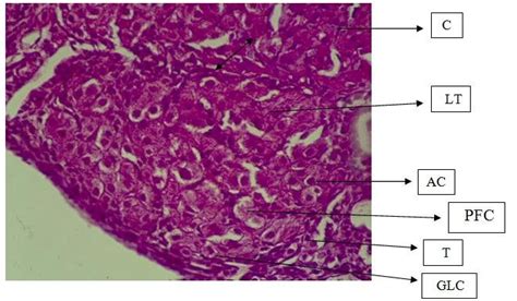 Corpus Luteum Histology Labeled