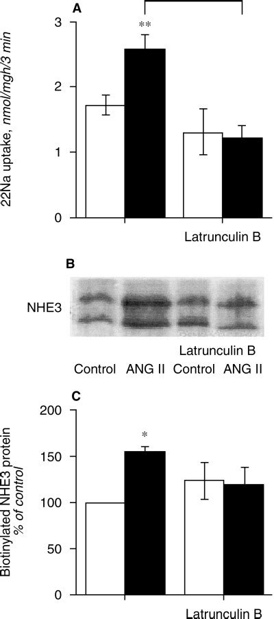 Actin Cytoskeleton Integrity Was Required For Angiotensin Ii Ang