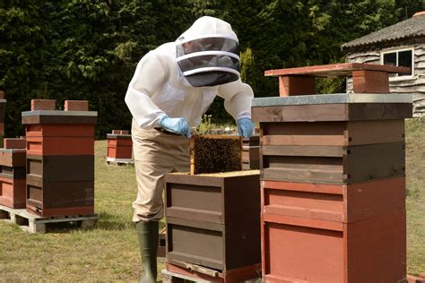 Bee Friends Bee Farm - Surrey Hills National Landscape