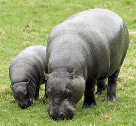 Lets Draw Endangered Species Pygmy Hippopotamus