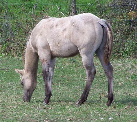 2010 Foals Grullo Grulla Blue Roan Champagne Buckskin Reining