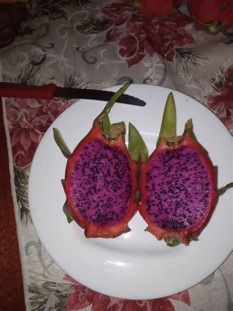 Le Pitaya Ou Fruit Du Dragon Cultivé Au Sénégal Le Sénégal à Lexport