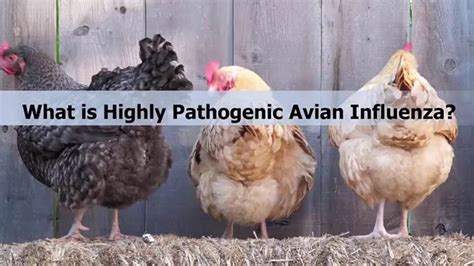 What Is Highly Pathogenic Avian Influenza Youtube