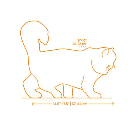 Persian Cat Dimensions & Drawings | Dimensions.Guide