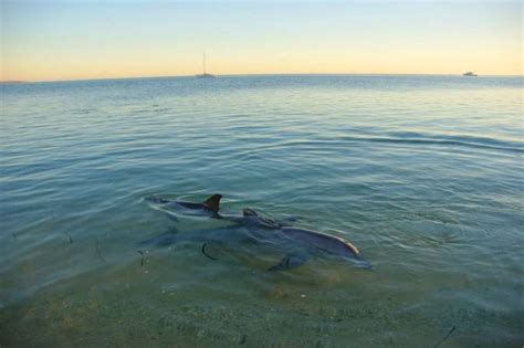 Bunbury Dolphins Discovery Tour Kookaburra Air
