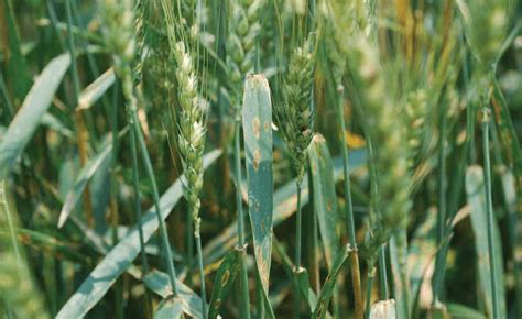 Stagonospora nodorum blotch - UT Crops Disease Field Guide