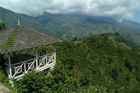 Blue Mountain Coffee Jamaica