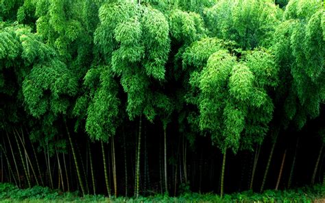 Download Nature Bamboo Image