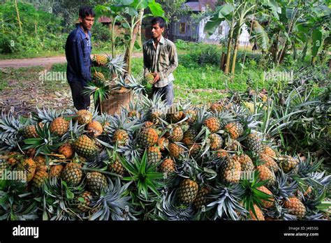 Pineapple Harvesting At Madhupur In Tangail Bangladesh Stock Photo Alamy