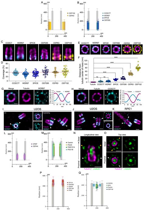 Time Series Reconstruction Of The Molecular Architecture Of Human