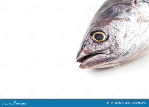 Dead Whole Fresh Raw Frigate Tuna. Stock Image - Image of ocean, animal: 121185843