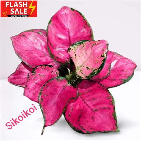 Jual Aglonema Pink Catrina Katrina Besar 9 13 Daun Shopee Indonesia