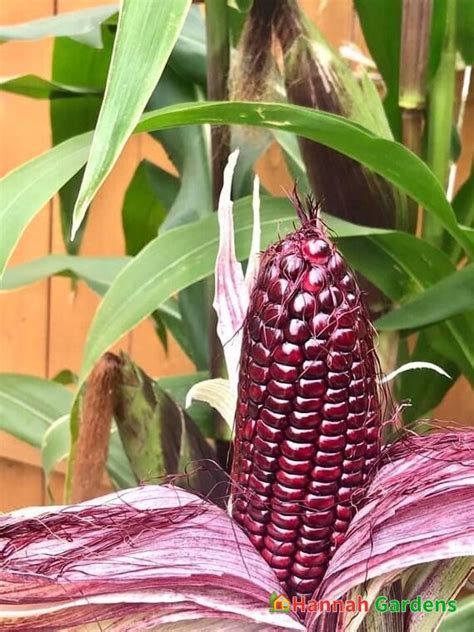 1 Oz 200 Seeds Organic Double Red Early Sweet Corn Seeds Heirloom