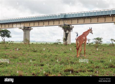 A giraffe against the background of The Standard Gauge Railway line in ...