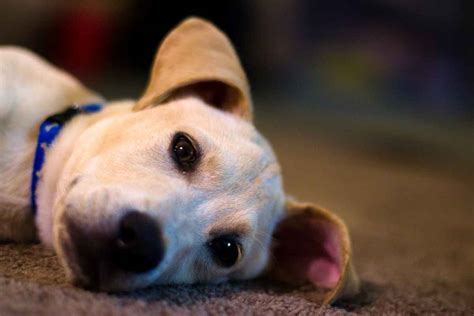 Jackador The Jack Russell Lab Mix Labrador Wise