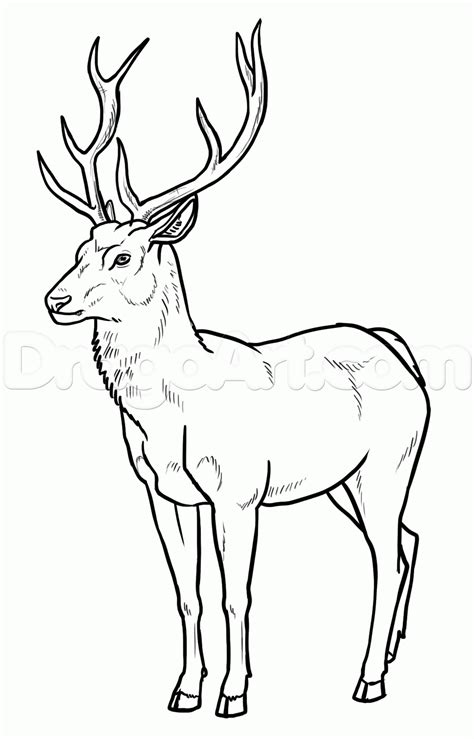 Deer Drinking Water Drawing At Getdrawings Free Download