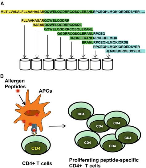 T Cell Proliferation Assay Determination Of Immunodominant T Cell