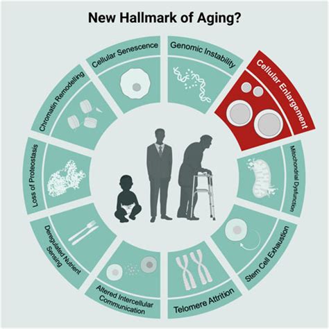 Frontiers Cellular Enlargement A New Hallmark Of Aging